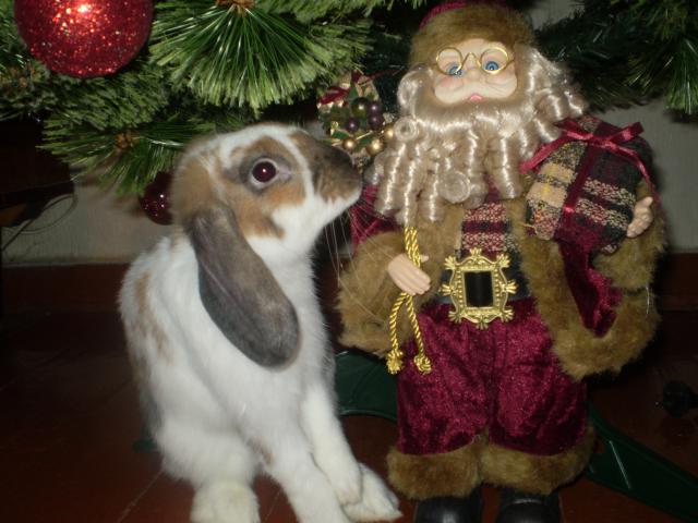 Размещенное изображение