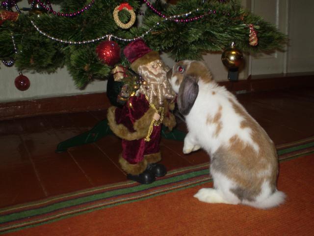 Размещенное изображение