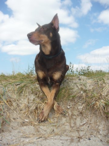 Размещенное изображение