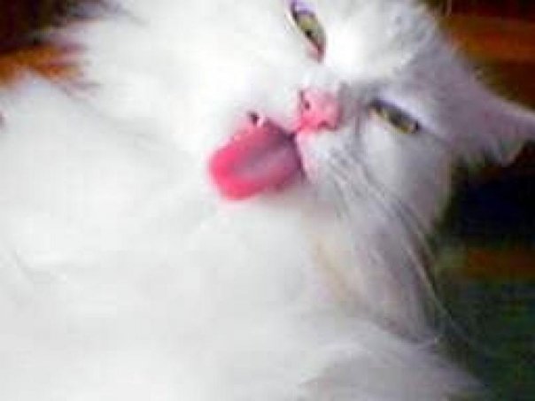 Размещенное изображение