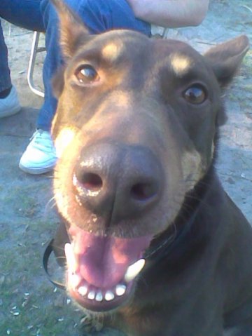 Размещенное изображение