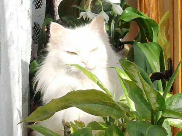 Размещенное изображение