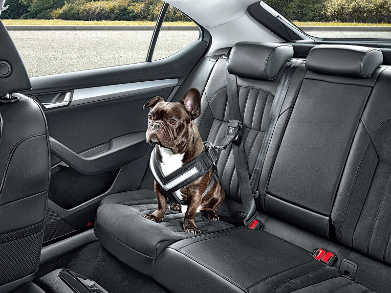 Škoda выпустила ремни безопасности для собак