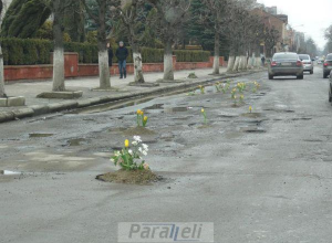 Дорожные ямы засаживают цветами: клумбы тюльпанов появились в Коломые. ФОТО