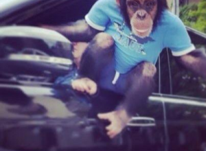 В Киеве обезьяна в футболке развлекала водителей (фото)