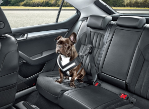 Škoda выпустила ремни безопасности для собак